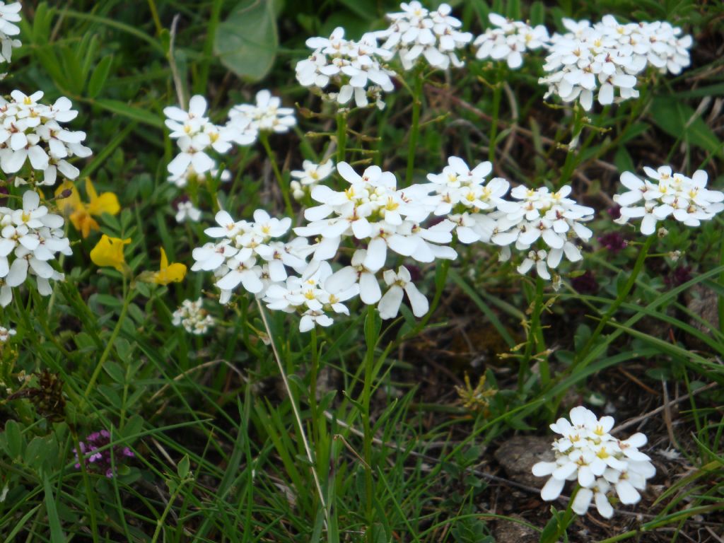 Iberis sempervirens / Iberide sempreverde